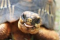 Funny Tortoise Royalty Free Stock Photo