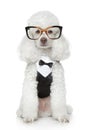 Funny Toy Poodle in a tuxedo and glasses