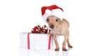 Funny Toy Terrier in Christmas cap with gift Royalty Free Stock Photo