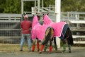 Funny trainer standing with two horses ready for country show ring