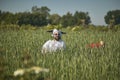 Funny transvestite man in the middle of the garden Royalty Free Stock Photo