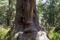 A funny tree face in a Valley of the Ancients Royalty Free Stock Photo