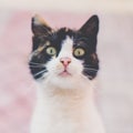 Funny tricolor cat face. Maneki neko kitty closeup head portrait