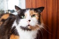 Funny tricolor cat at home, closeup portrait