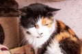 Funny tricolor cat at home, closeup portrait