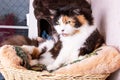 Funny tricolor cat at home, closeup portrait