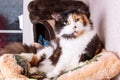 Funny tricolor cat at home, closeup portrait