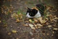 Funny tricolor cat hunts in summer garden