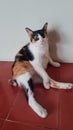 Funny tricolor cat resting on red tiles floor