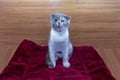 Funny tricolor cat scottish fold sits on the mat and shows tongue