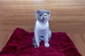Funny tricolor cat scottish fold sits on the mat and winking