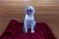 Funny tricolor cat scottish fold sits on the mat and yawns