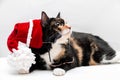 Funny tricolor cat wearing a Santa Claus hat. Close-up.