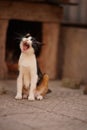 Funny tricolor cat widely yawns in the summer yard near doghouse