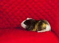Funny tricolor guinea pig sitting on a red sofa. Cute pet