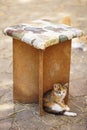 Funny tricolor kitten sits under a stool in the garden