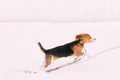 Funny Tricolor Puppy Of English Beagle Playing Fast Running In Snow Snowdrift At Winter Day