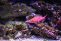 Funny tropical fishe in blue coral reef sea water aquarium