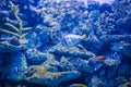 Funny tropical fishe in blue coral reef sea water aquarium