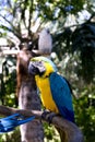 Funny tropical Parrots, Carribean Royalty Free Stock Photo