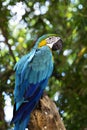 Funny tropical Parrots, Carribean Royalty Free Stock Photo