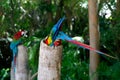 Funny tropical Parrots, Carribean Royalty Free Stock Photo