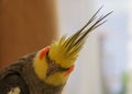 Funny tuft cockatiels