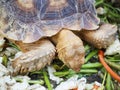 Funny turtle eats a salad. Colorful photo. small turtle standing on colorful food. Animals feeding. Turtle with open mouth close