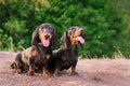 Funny two dog breeds dachshund, black and tan, stand their tongue out smiling against background of green trees in the park in s