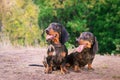 Funny two dog breeds dachshund, black and tan, stand their tongue out smiling against background of green trees in the park in s