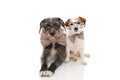 FUNNY TWO DOGS CELEBRATING A BIRTHDAY OR NEW YEAR WEARING VINTAGE BOWTIE AND BLACK GLASSES. ISOLATED ON WHITE BACKGROUND