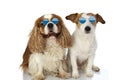 FUNNY TWO DOGS WEARING SUMMER EYEGLASSES. ISOLATED STUDIO SHOT AGAINST WHITE BACKGROUND