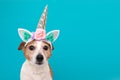 Funny unicorn little white dog on blue background