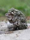 Funny mating of Common spadefoot toad, Pelobates fuscus with  European green toad Bufo viridis Royalty Free Stock Photo