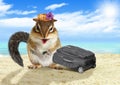 Funny vacationist, animal chipmunk with suitcase at beach Royalty Free Stock Photo