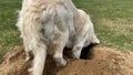 Funny video - golden retriever digs a hole in the field, super slow motion