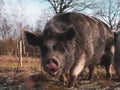 Funny Vietnamese Pot-bellied looking at the camera wandering in the field in winter, Sweden