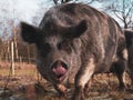 Funny Vietnamese Pot-bellied looking at the camera wandering in the field in winter, Sweden