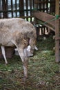 Funny view of the buttocks of goat while eating Royalty Free Stock Photo