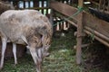 Funny view of the buttocks of goat while eating Royalty Free Stock Photo