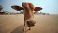 Funny view of a cow on Arambol beach. Goa. Royalty Free Stock Photo