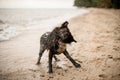 Funny view cute fur wet dog shaking off water at sandy beach Royalty Free Stock Photo