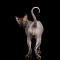 Funny Sphynx Cat on isolated black background Royalty Free Stock Photo