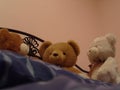 Funny view of three teddy bears talking on a bed Royalty Free Stock Photo