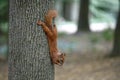 Young squirrel eating on a tree in the park