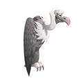 Funny vulture on white background, vector