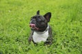 Funny walk. Cute French Bulldog lying on green grass