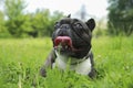 Funny walk. Cute French Bulldog lying on green grass