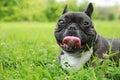 Funny walk. Cute French Bulldog lying on grass. Space for text