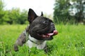 Funny walk. Cute French Bulldog lying on green grass. Space for text